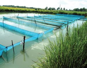 fish-farming